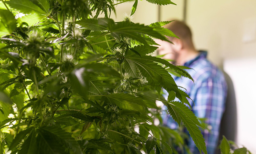 Canadian Pardons Cannabis Now