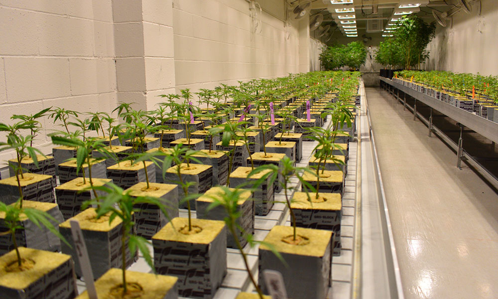 photo of From White Labels to Boutique Strains: Cultivating With Grizzly Peak image