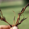Cannabis Root Rot Diseases Canadian Research Cannabis Now