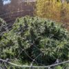 Croptober Marijuana Harvest Cannabis Now