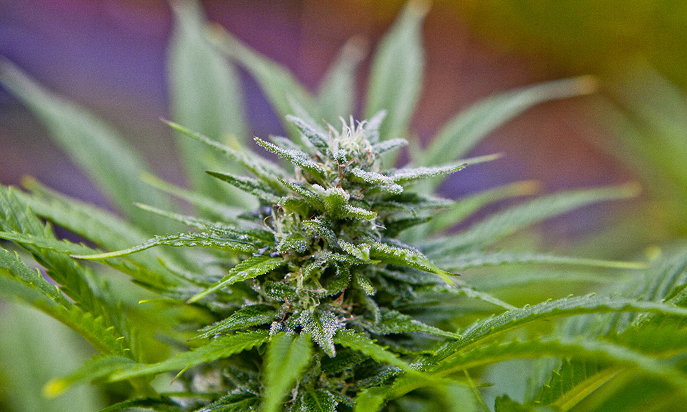 Harvest Time Cannabis Now