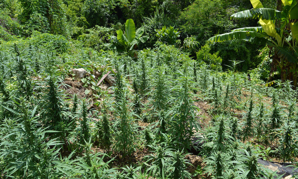 Jamaica Begins Exporting Medical Marijuana Products to Canada | Cannabis Now