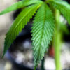 Despite ‘New’ Access, UK Medical Patients Have No Marijuana