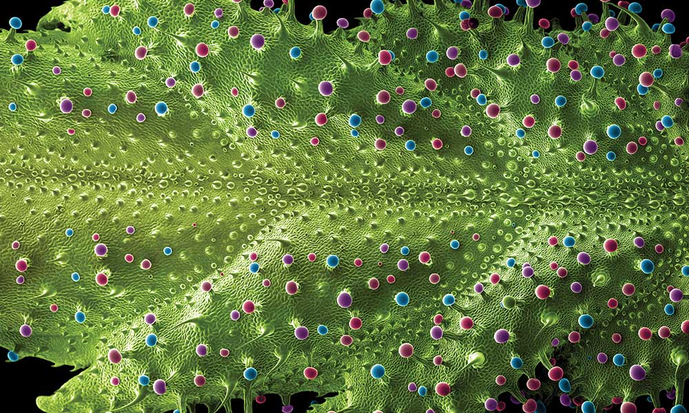 Как выглядят клетки марихуаны незначительное количество наркотиков