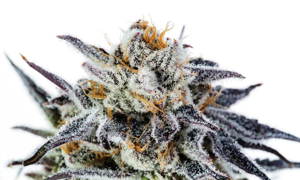 Strain Review: Purple Punch Swings for the Fences | Cannabis Now