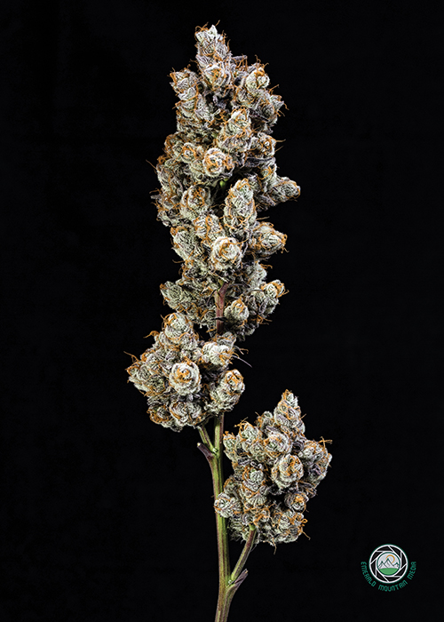 Purple Punch Strain Review Cannabis Now