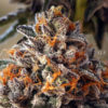 Gelato 41 Best Cannabis California 2018 Cannabis Now