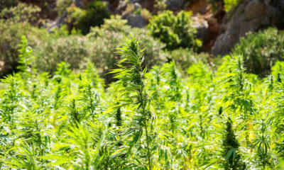 Hemp Legalization United States Cannabis Now