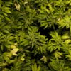 Cannabis Legalization Bills Introduced in Portugal