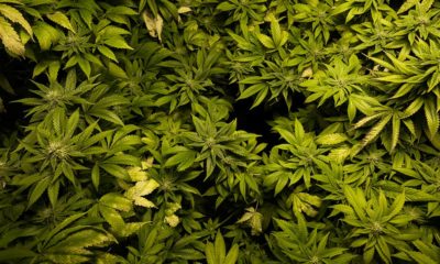 Cannabis Legalization Bills Introduced in Portugal
