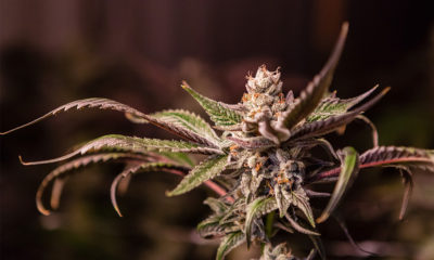 Minnesota Cannabis Legalization Bill Filed