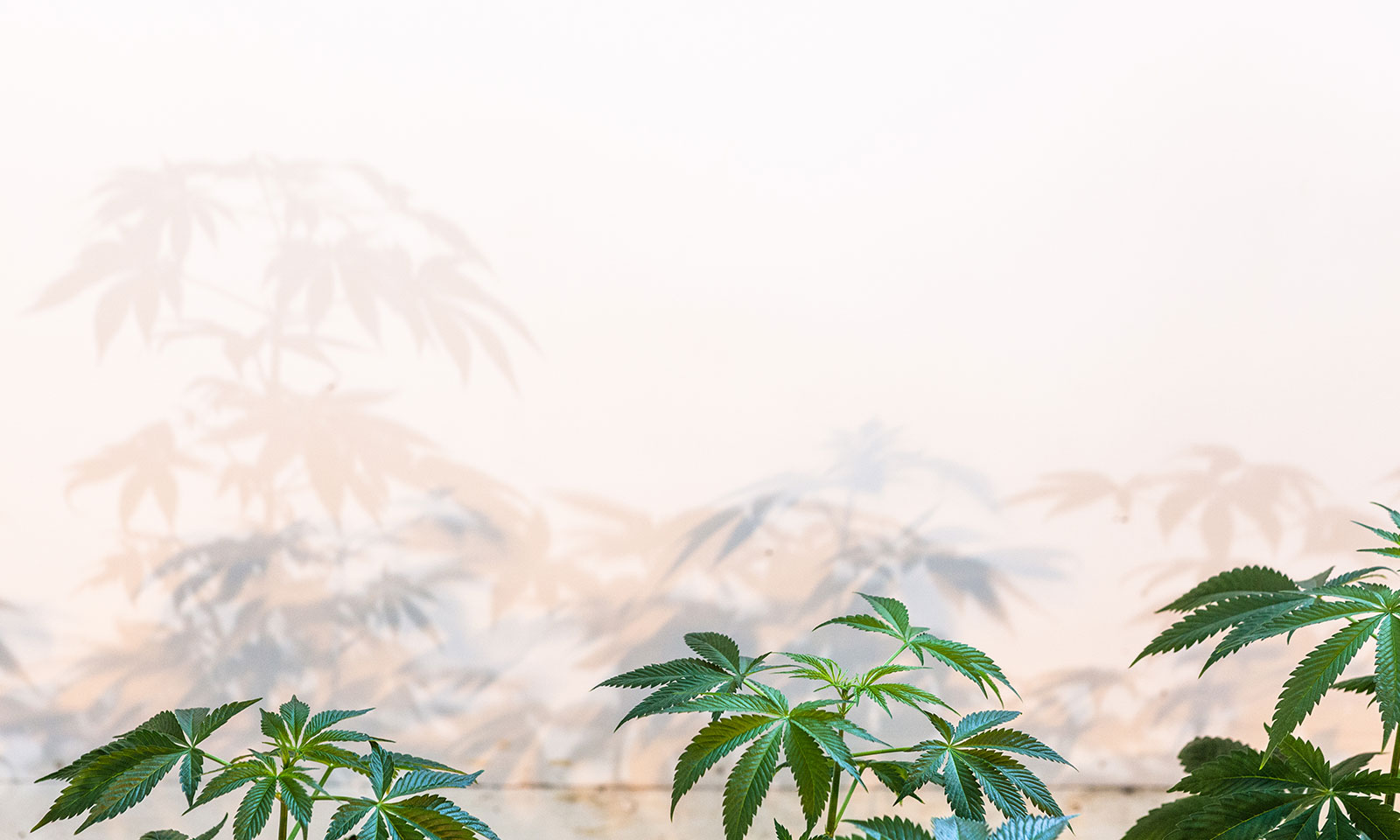 How to Practice Sustainability in Modern Cannabis
