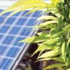 The Environmental Impact of Cannabis Cultivation