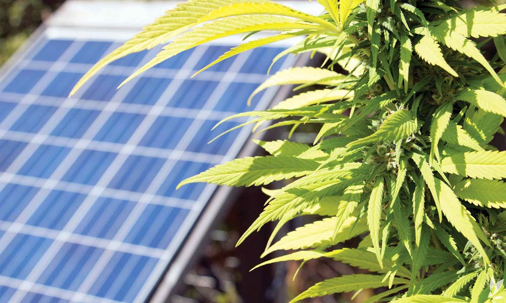 The Environmental Impact of Cannabis Cultivation