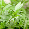 Test Shows Massive ‘Marijuana’ Bust is Hemp