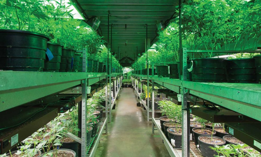 Medicine Man Grows with the Punches | Cannabis Now