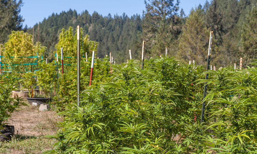 California to Send National Guard to Raid Pot Farms