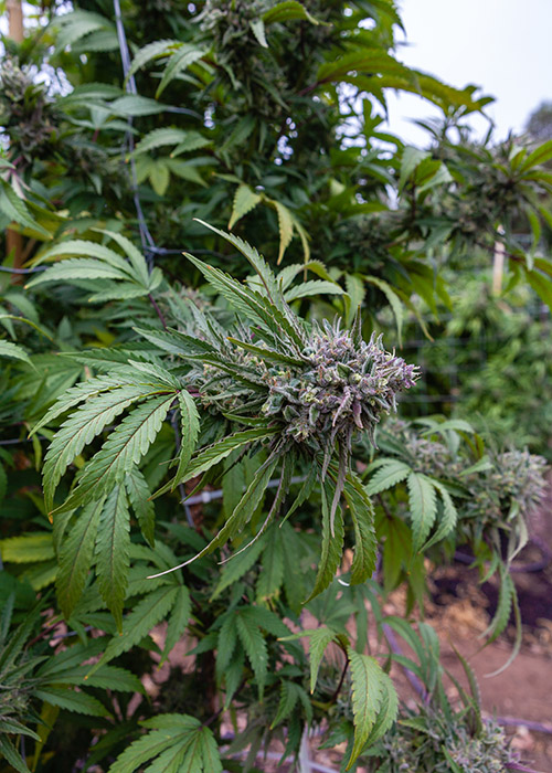 Trusted website to get autoflower weed strain online Australia