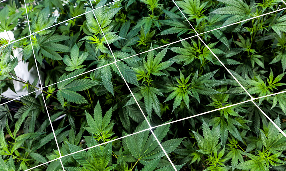 The Nation’s Worst Medical Marijuana Law May Finally Improve