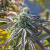 New Mexico Votes Yes on Legal Pot