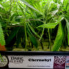 Major Virus Behind Cannabis ‘Dudding’ Identified