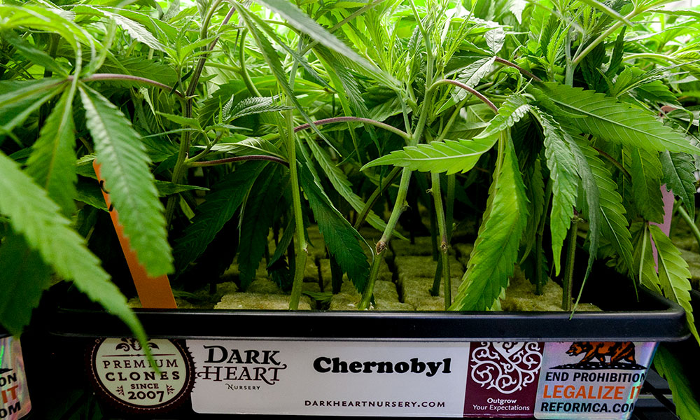 Major Virus Behind Cannabis ‘Dudding’ Identified