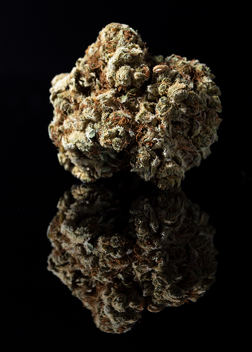 photo of Dispensary Profile: Harmony Brings State of the Art Cultivation to New Jersey image
