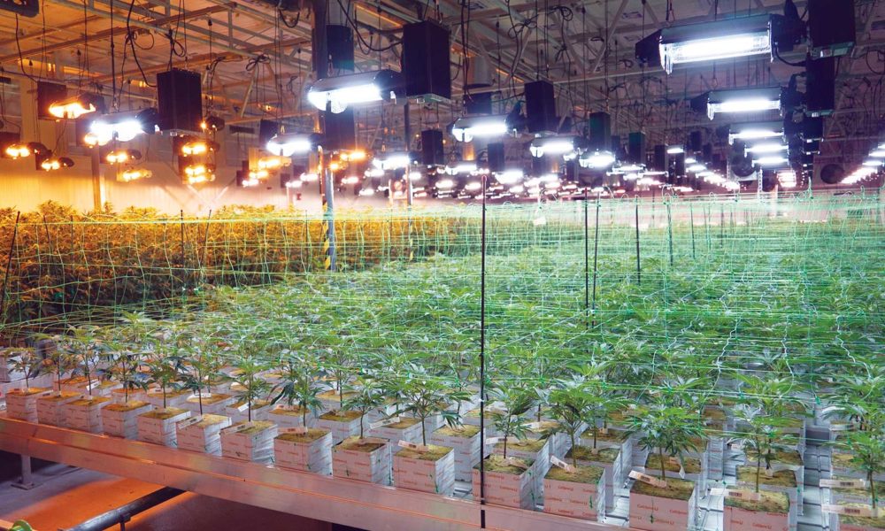 Dispensary Profile Harmony Brings State of the Art Cultivation to New