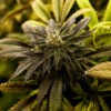 Marijuana Legalization Means a Buyer’s Market