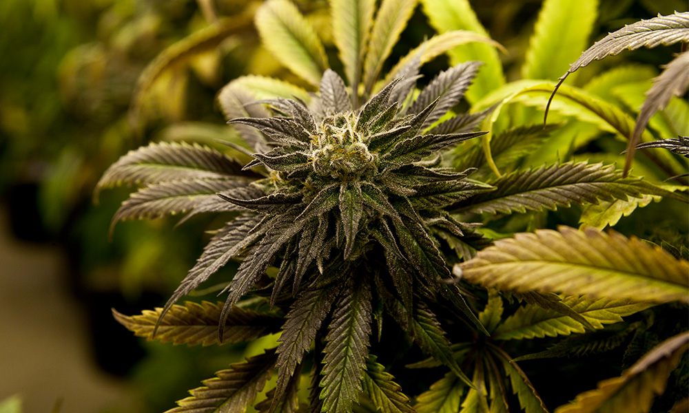 Marijuana Legalization Means a Buyer’s Market