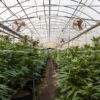 How the Cannabis Industry Could Revive Buffalo, NY