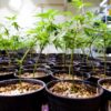 Colorado Expands Cannabis Investment Access to Public