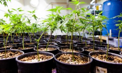 Colorado Expands Cannabis Investment Access to Public