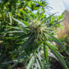 Analysis Finds Cannabis Progress in Asian Market