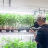 While Plentiful, Cannabis Industry Jobs Aren’t High-Paying