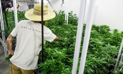 The Pot Panopticon: Tracking & Tracing CA Cannabis is a Mess