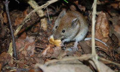 low-dose edibles and mice