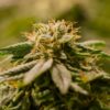 Court Orders DEA to Consider Rescheduling Cannabis