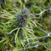 The DEA Seized 2.8 Million Cannabis Plants Last Year