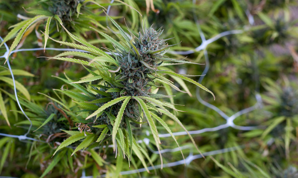 The DEA Seized 2.8 Million Cannabis Plants Last Year