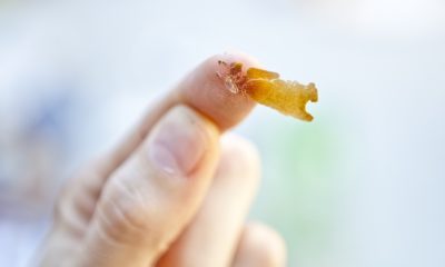 Why Does Marijuana Decriminalization Not Include Concentrates?
