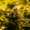 DEA to Approve More Marijuana Growers, Eventually