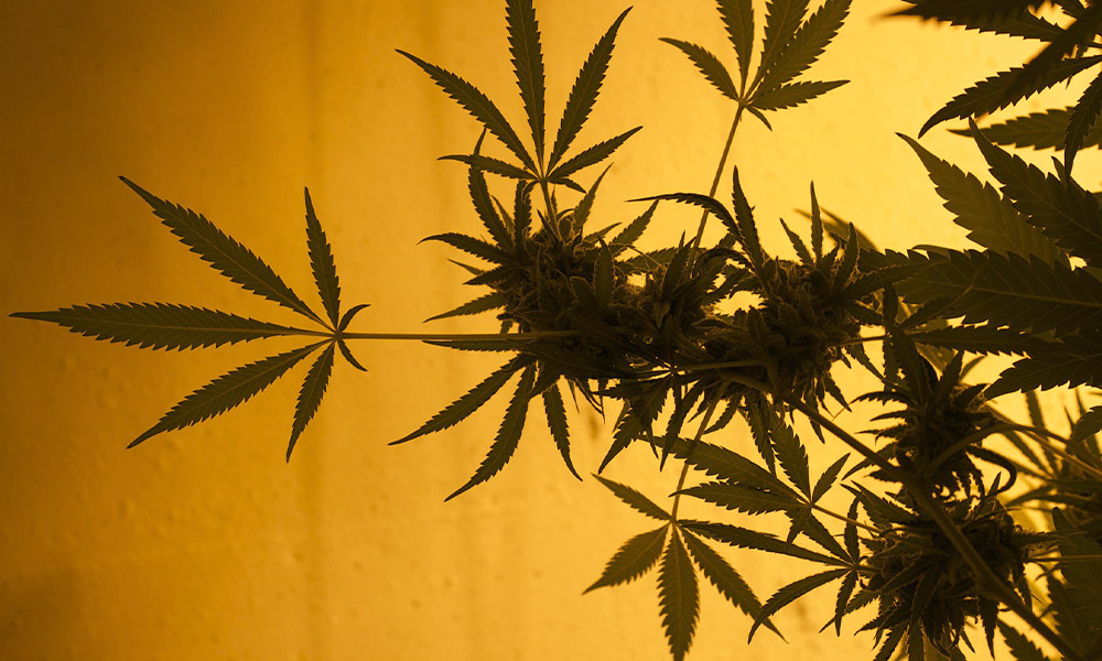 Florida Steps Closer to Legal Cannabis on 2020 Ballot