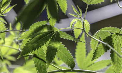 Feds: Hemp Businesses Can Use Credit Unions
