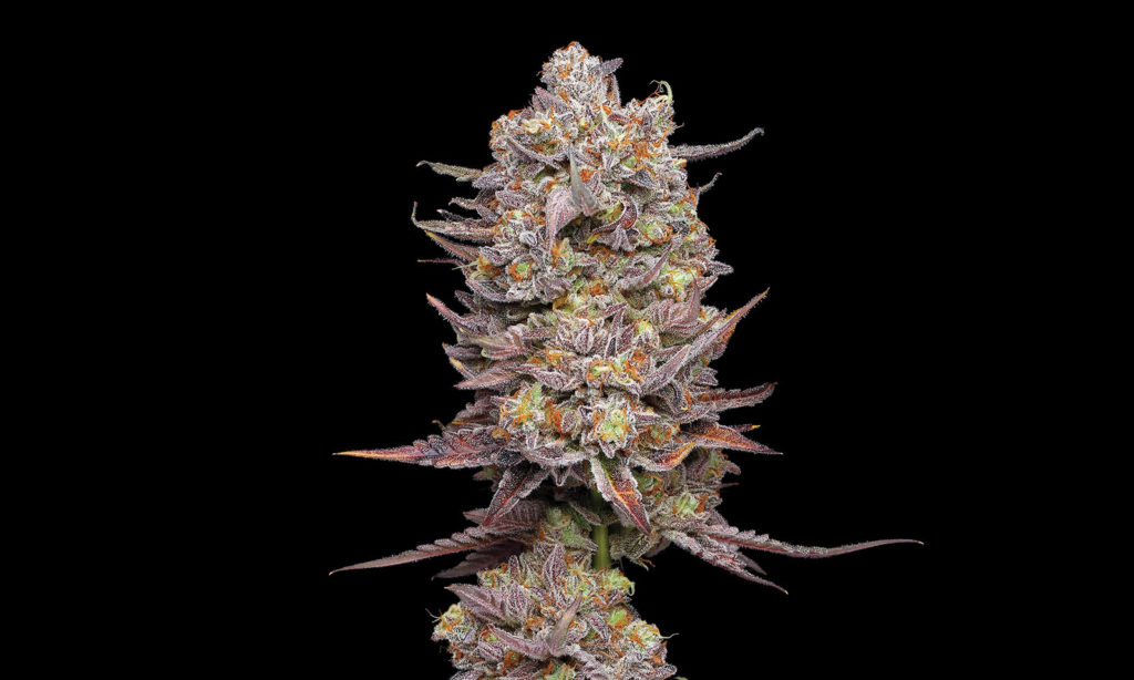 Strain Hotspot WiFi Mints