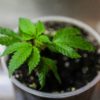 Home Growers Take on Corporate Pot in Canada