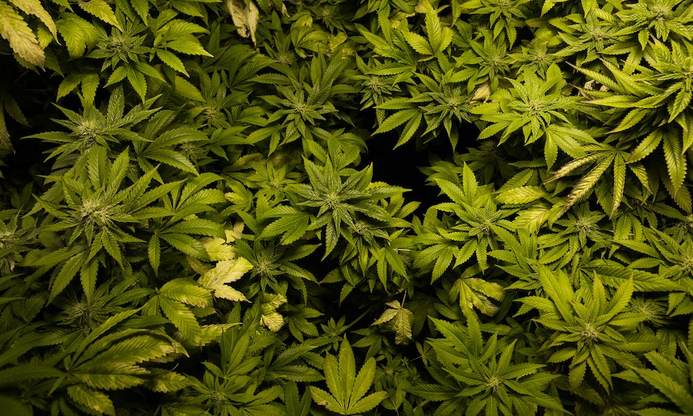 Hemp Makes Marijuana Crimes Difficult to Prosecute