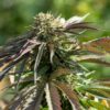 Kush Hemp Is the Latest Innovation in Cultivation