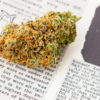 A Basic Guide to Cannabis Patents: What You Need to Know