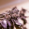 Marijuana Legalization Hasn’t Hurt Productivity In Canada